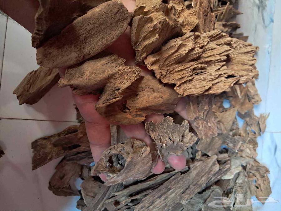 عود بخور كلمنتان مالينو سوبر مرتفع ودبل سوبر بسعر مغري64498117765635110