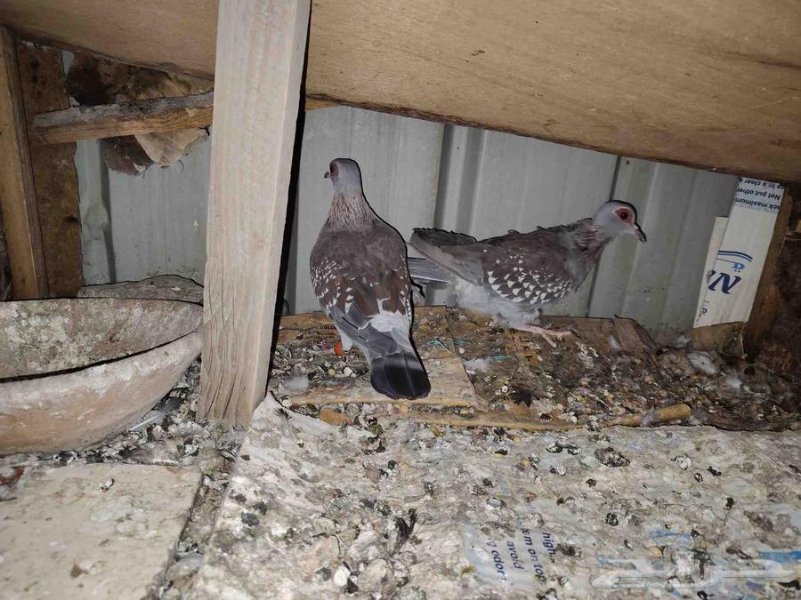 حمام افريقي ابوجفن فرده قوقسي افريقي64498896323075111