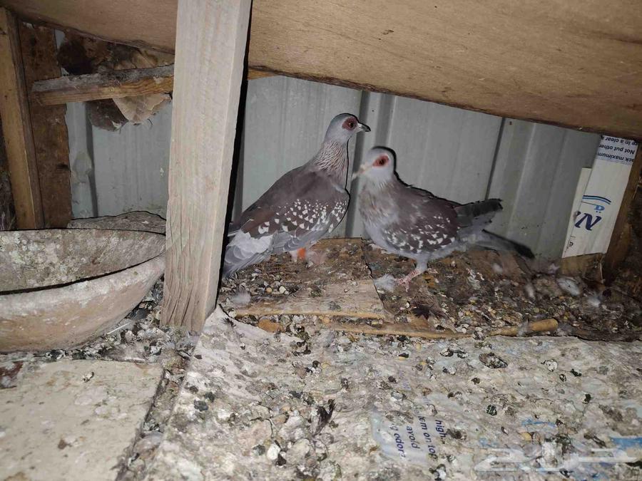 حمام افريقي ابوجفن فرده قوقسي افريقي64498896323075110