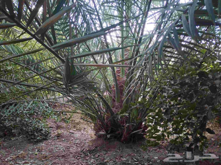 صنوات برني للبيع الموقع ينبع النخل قرية الجابريه64500853699971113