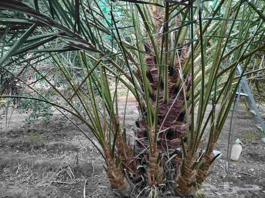 صنوات برني للبيع الموقع ينبع النخل قرية الجابريه64500853699971112