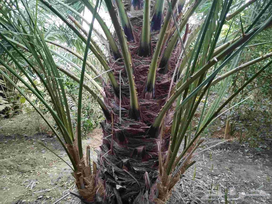 صنوات برني للبيع الموقع ينبع النخل قرية الجابريه64500853699971114