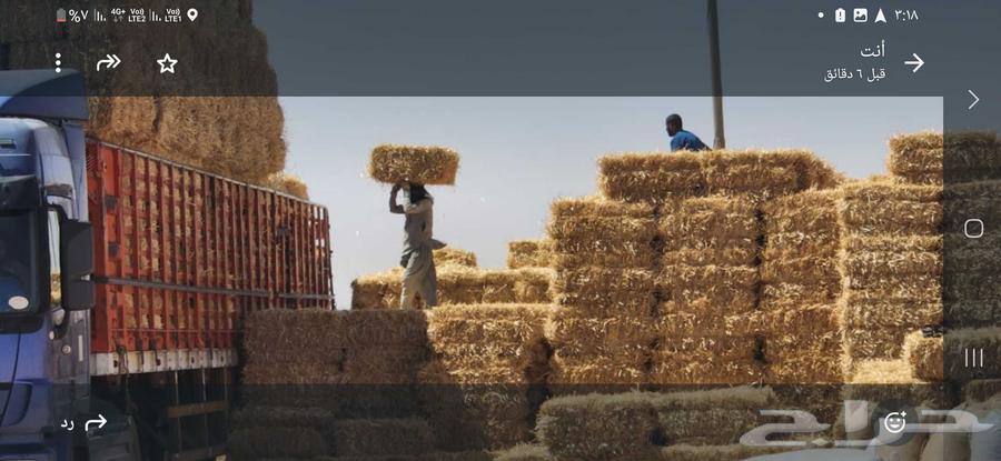 Wheat straw, good fragrance, Al-Banah Jandir64497413518595113