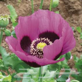 بكج ازهار الوسمي و الربيع البرية عرض خاص64499174057987111