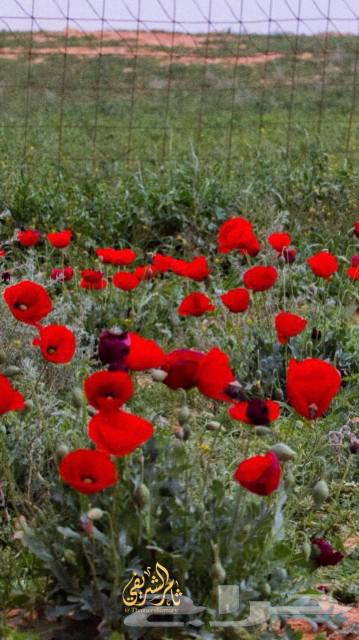 بكج ازهار الوسمي و الربيع البرية عرض خاص64499174057987113