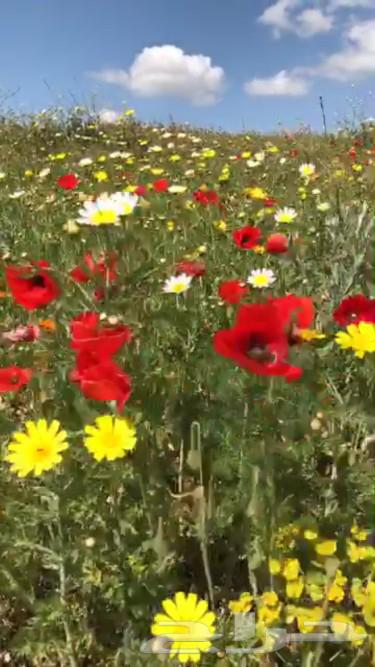 بكج ازهار الوسمي و الربيع البرية عرض خاص64499174057987114