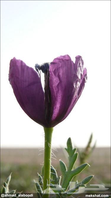 بكج ازهار الوسمي و الربيع البرية عرض خاص64499174057987110