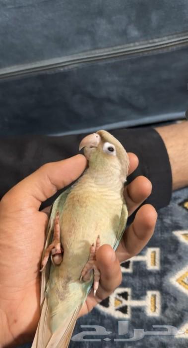 تم البيع الله يبارك ل راعيه ب عدد ريشه64498632632194113