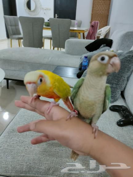 تم البيع الله يبارك ل راعيه ب عدد ريشه64498632632194111