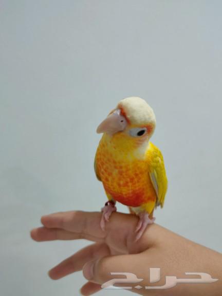 تم البيع الله يبارك ل راعيه ب عدد ريشه64498632632194110