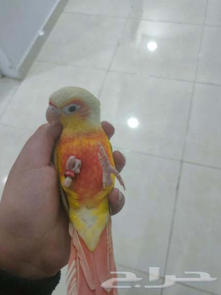 تم البيع الله يبارك ل راعيه ب عدد ريشه64498632632194114