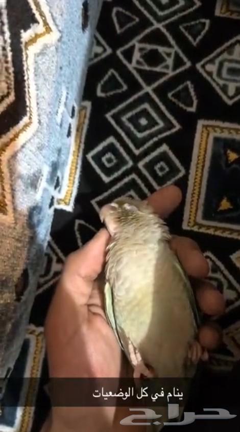 تم البيع الله يبارك ل راعيه ب عدد ريشه64498632632194112