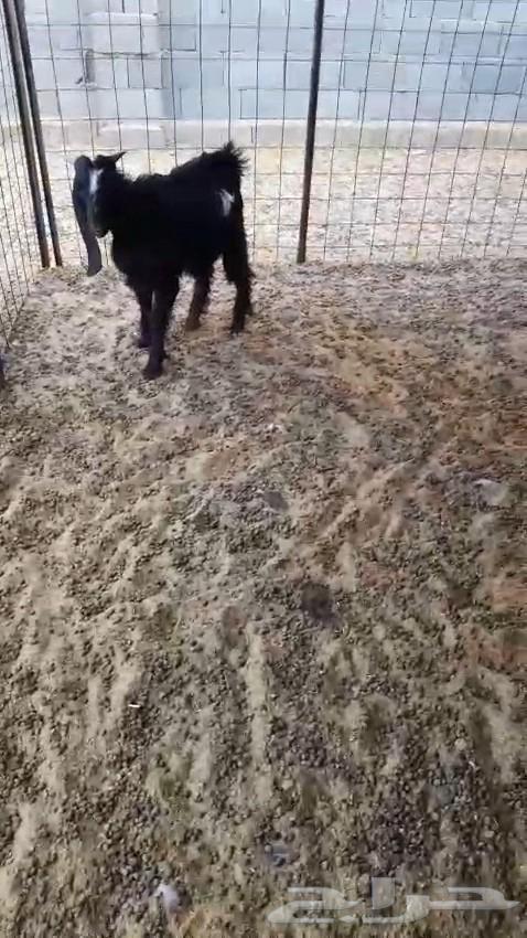 تيس طيب للبيع64497689569025110