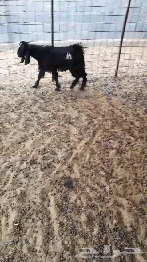 تيس طيب للبيع64497689569025111