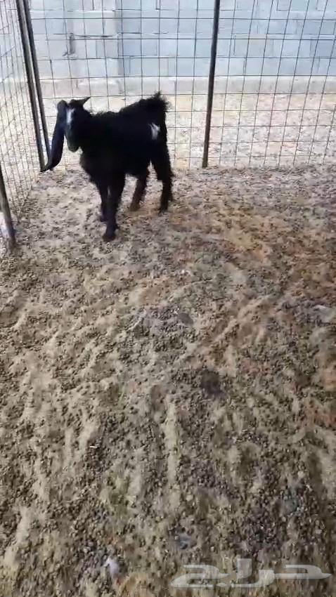 تيس طيب للبيع64497689569025112