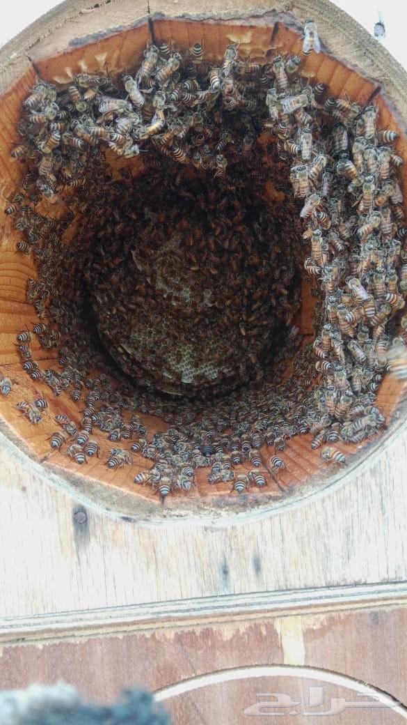 نحل بلدي64496654162690113