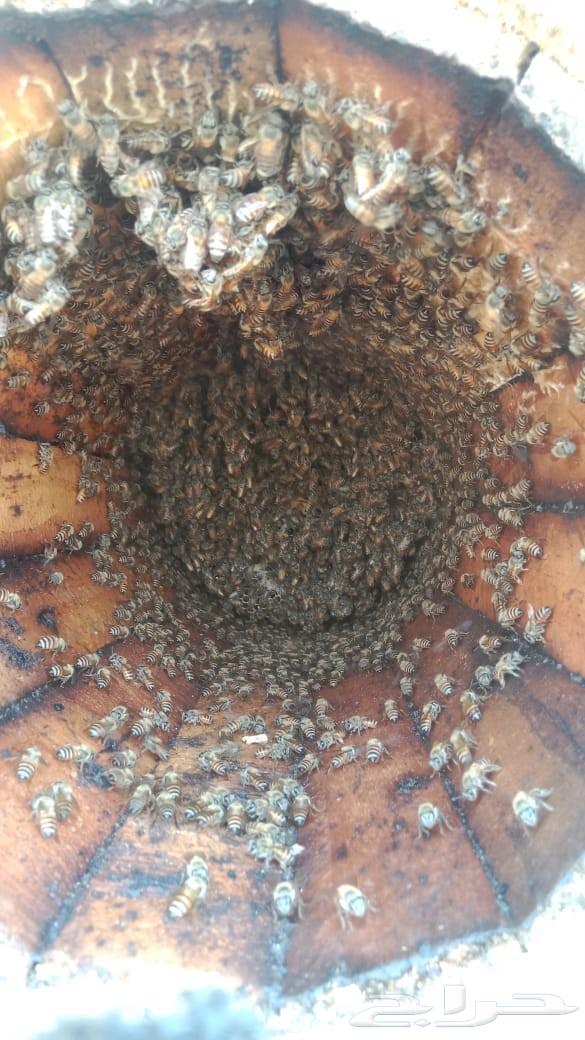 نحل بلدي64496654162690114