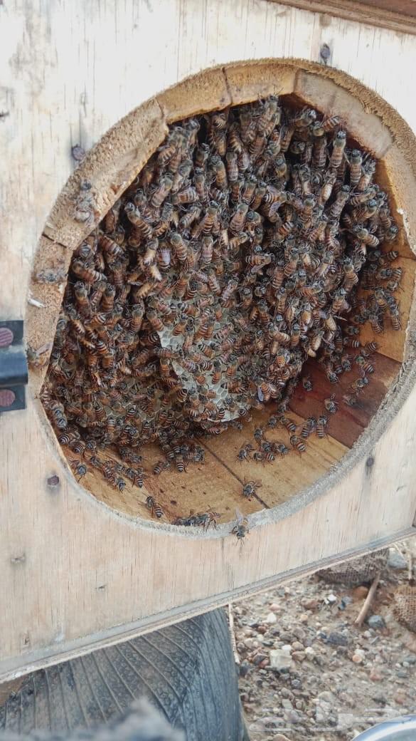 نحل بلدي64496654162690110