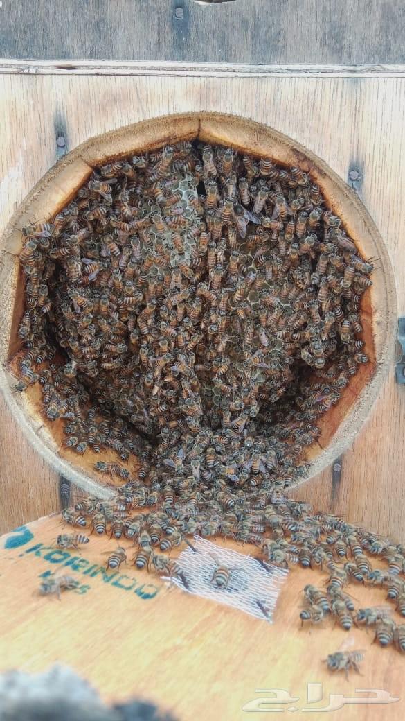 نحل بلدي64496654162690111