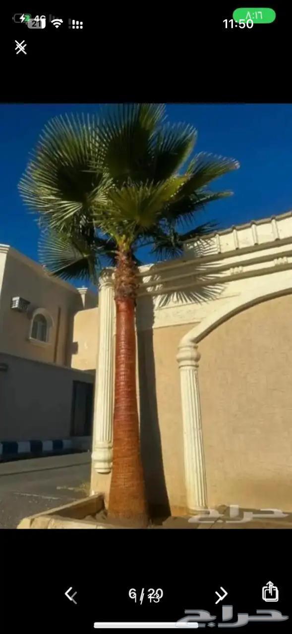 يوجد لدينا نخل واشنطني زينه امريكي بكل المقاسات وبسعار مناسب64496091802755111