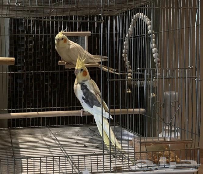 Crown walnut product with 3 chicks64498550334978110