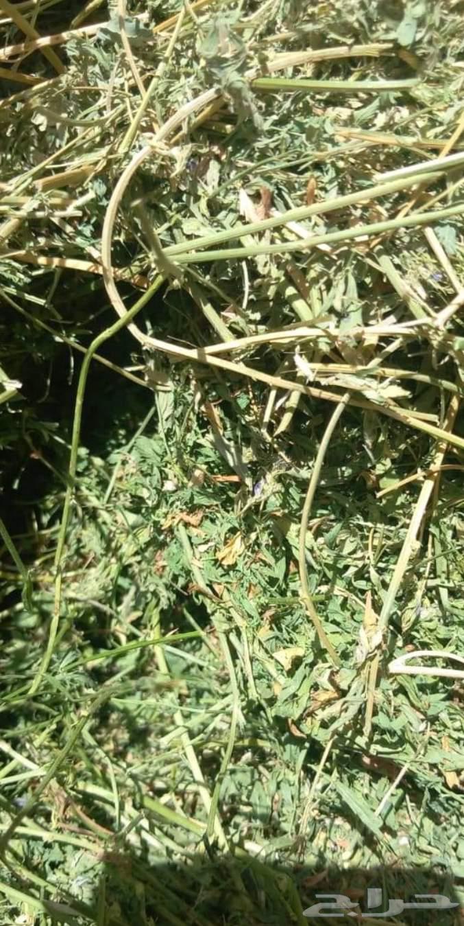 برسيم للبيع64495720318979112