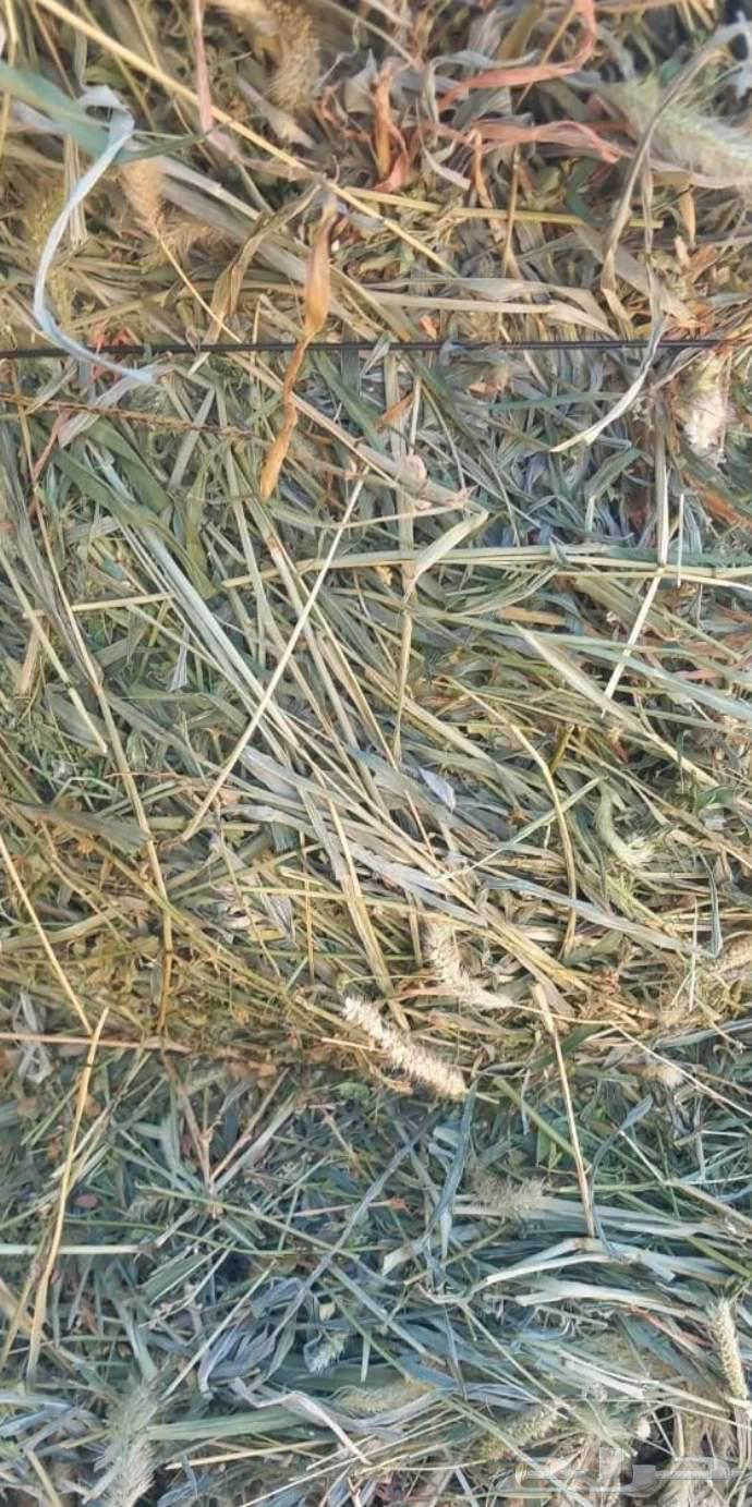 برسيم للبيع64495720318979113