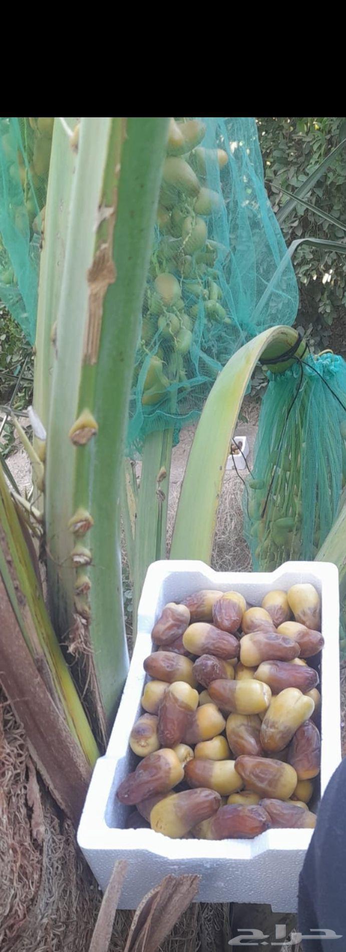 صنوات برني للبيع الموقع ينبع النخل قرية الجابريه64500853699971110