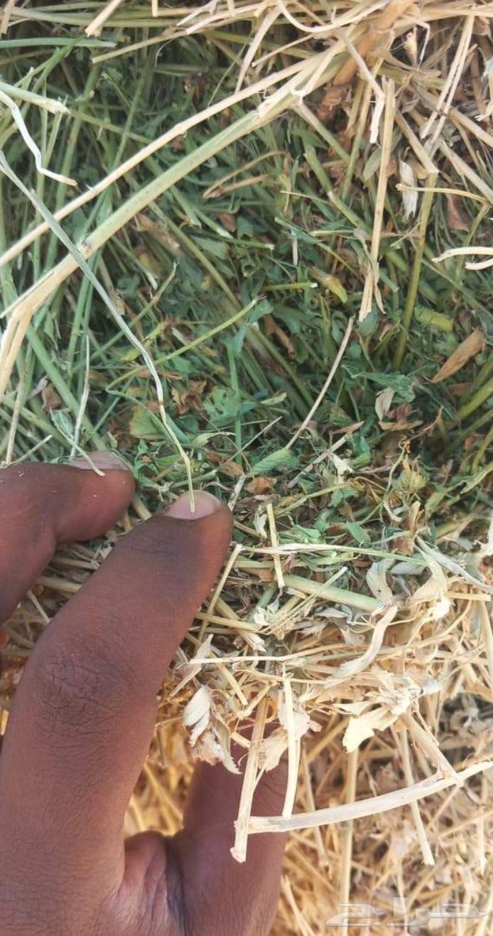 برسيم للبيع64495720318979111