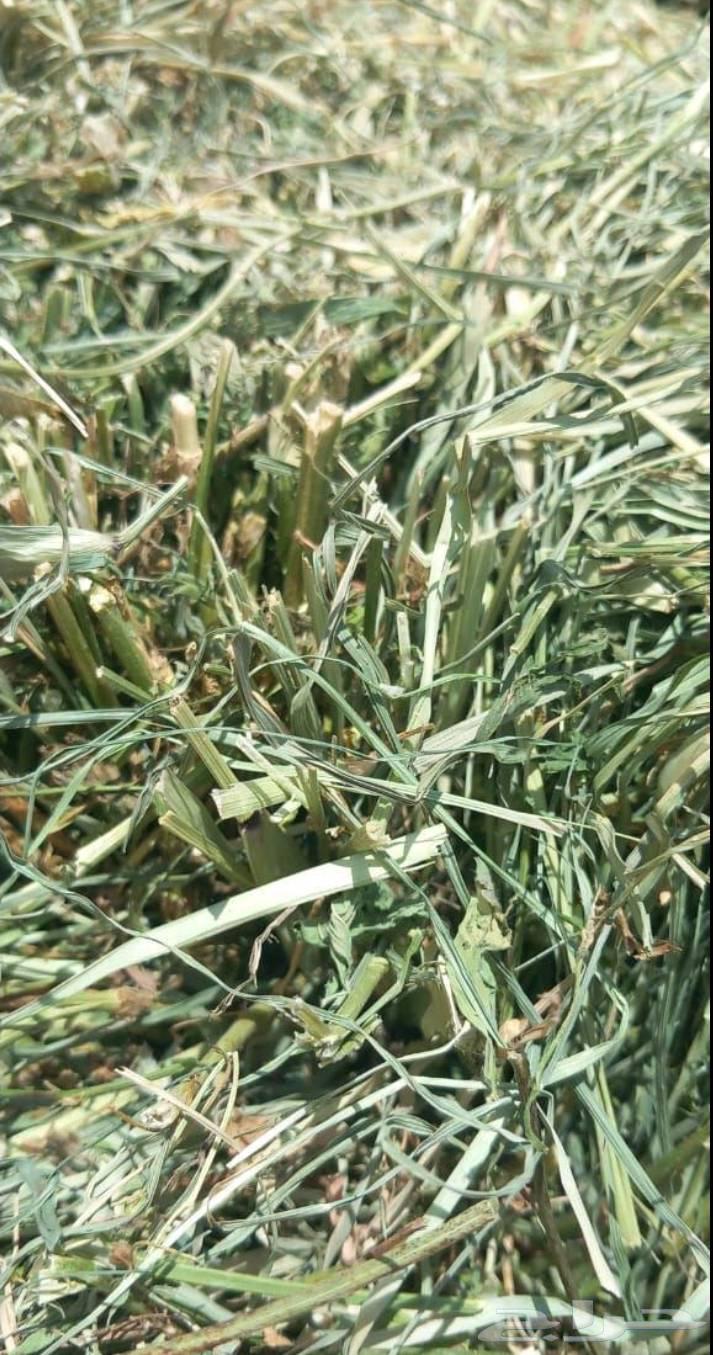 برسيم للبيع64495720318979110