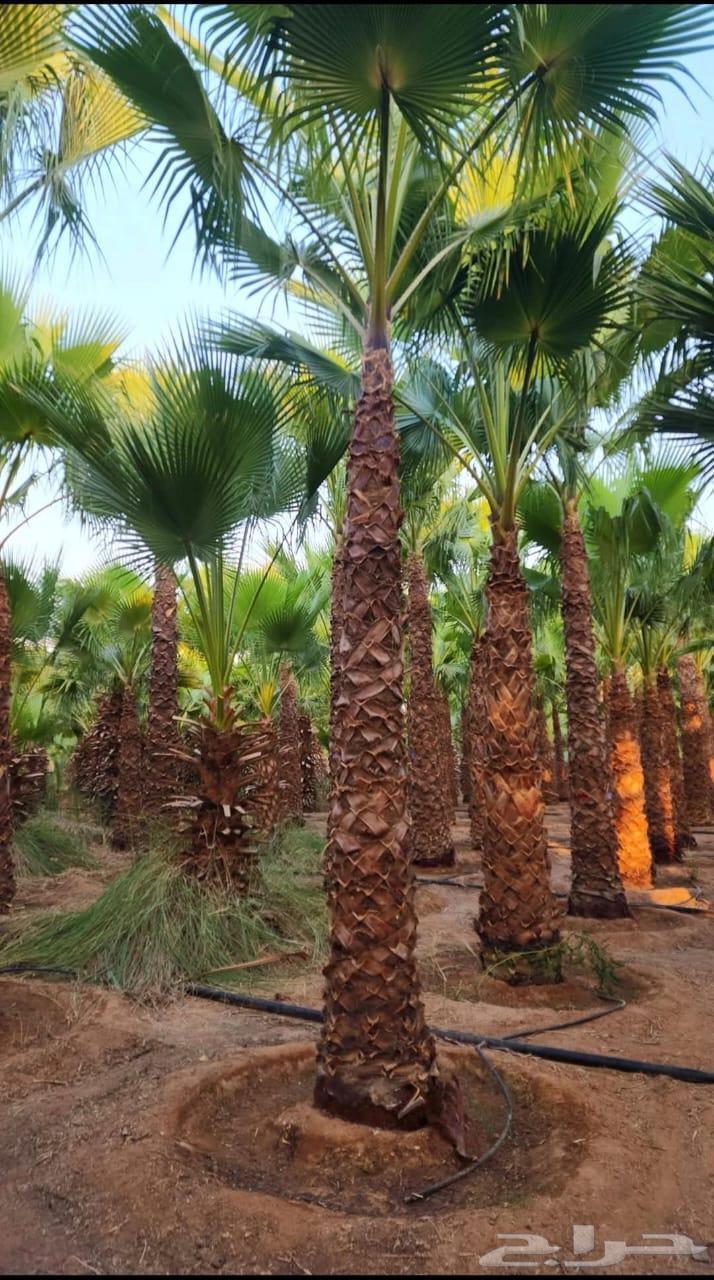 نخل واشنطن زينه ونخل عربي للبيع ع الطلب64497662107907110