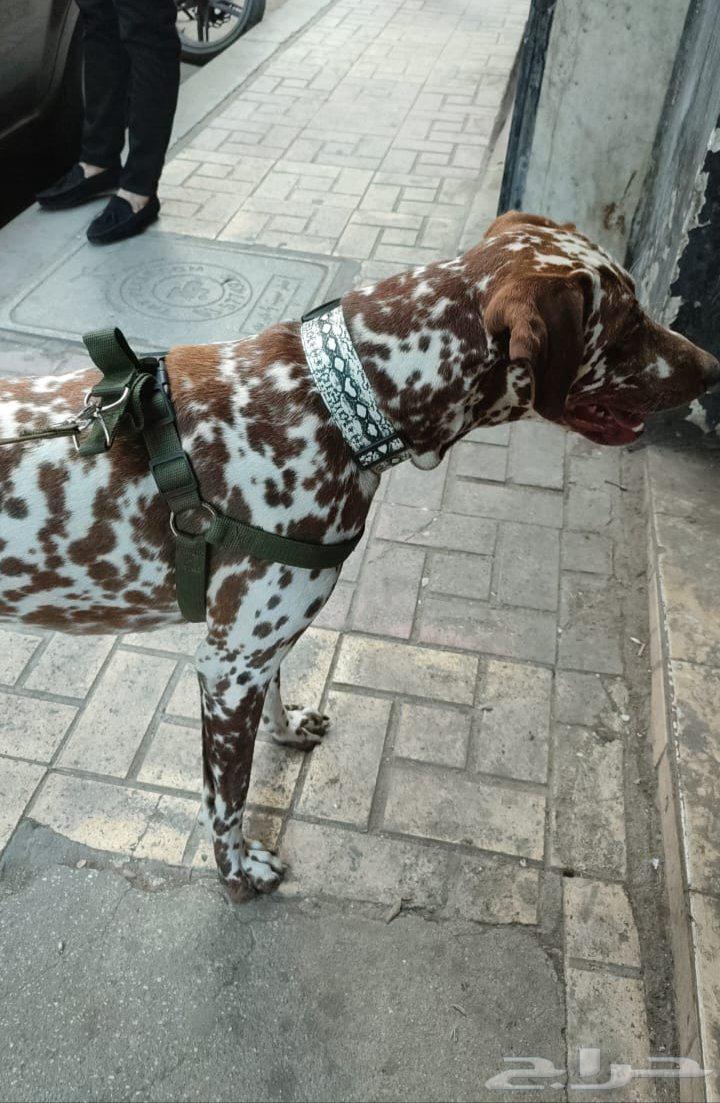 لهواه التميز و الطفرات دالميشن بني64495927193985114