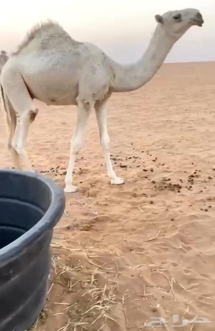 للبيع قعود من سلاله معروفه64500298293122110