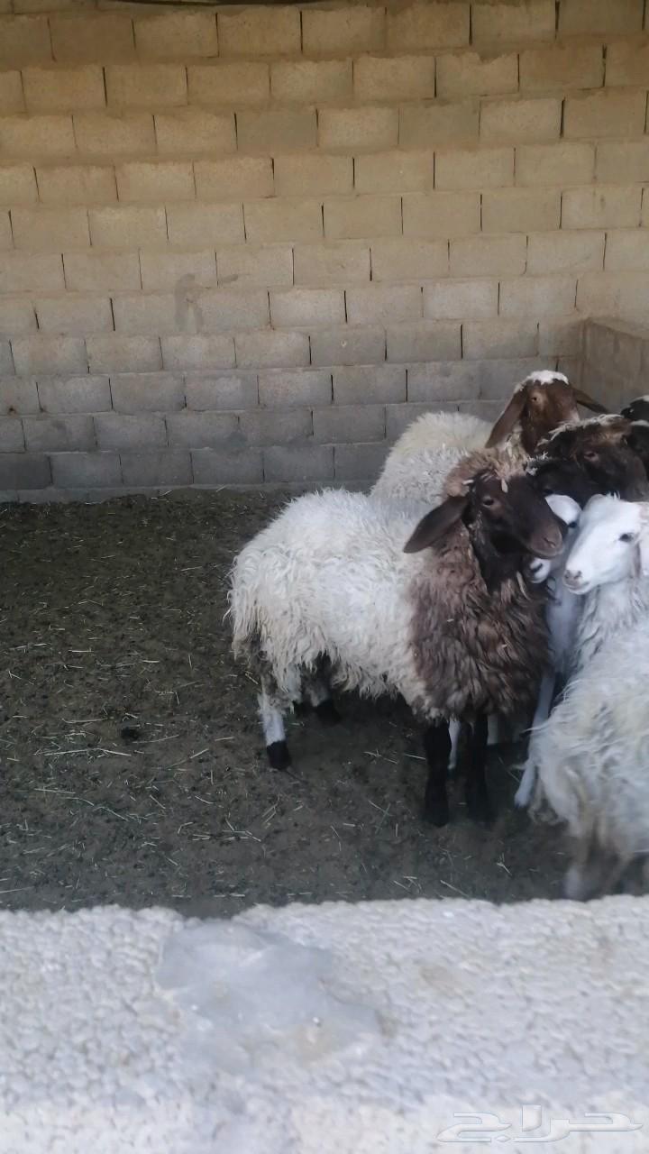 نعيمي جذعان للبيع سمان طيبه بالحيل64496903852162110