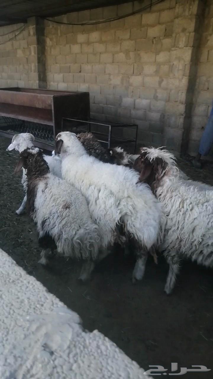 نعيمي جذعان للبيع سمان طيبه بالحيل64496903852162112