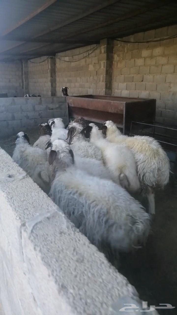 نعيمي جذعان للبيع سمان طيبه بالحيل64496903852162114