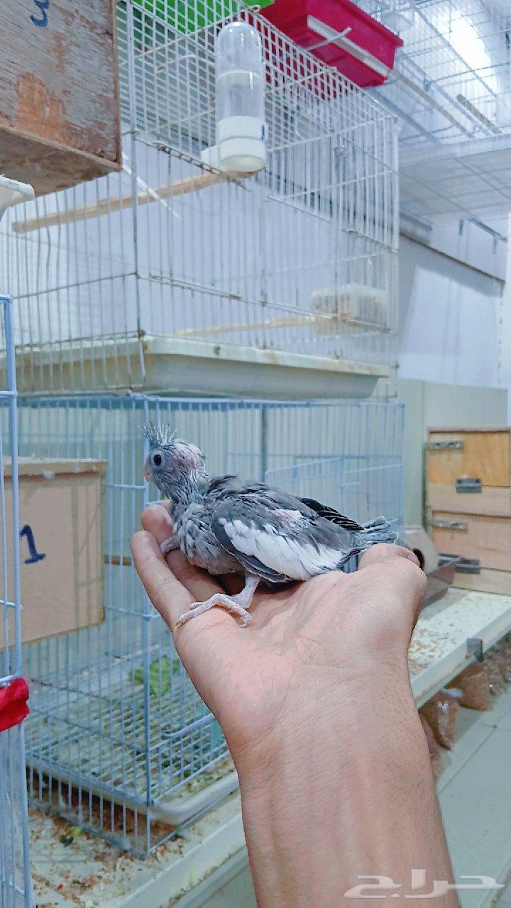 Farkhin Crowan for Ghur hobby64495447694467110