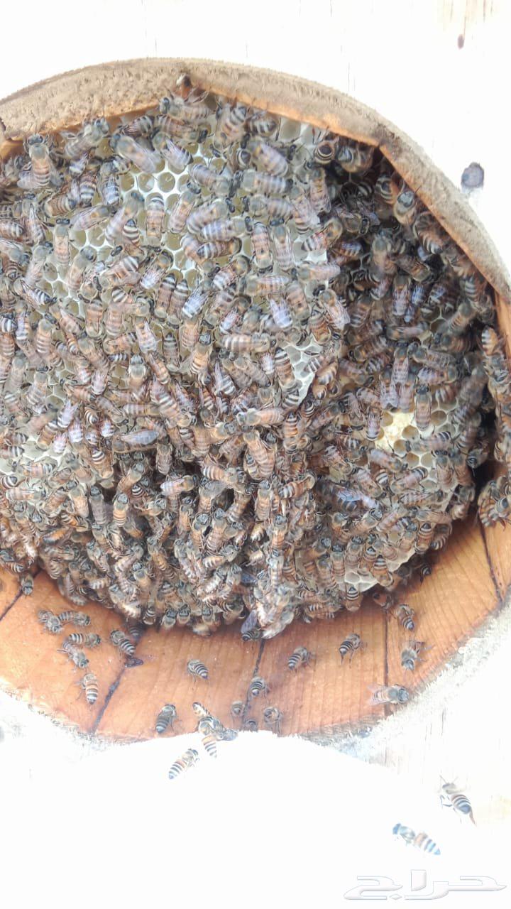 نحل بلدي64496654162690112