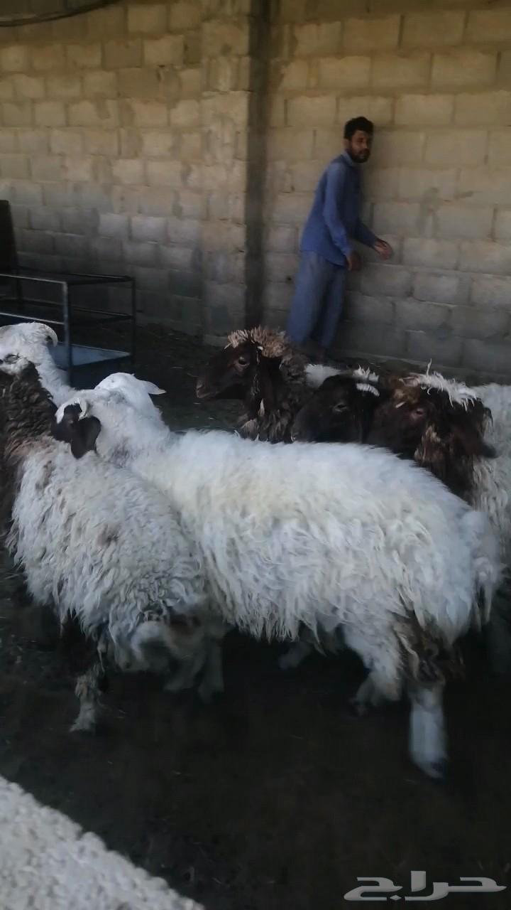 نعيمي جذعان للبيع سمان طيبه بالحيل64496903852162111