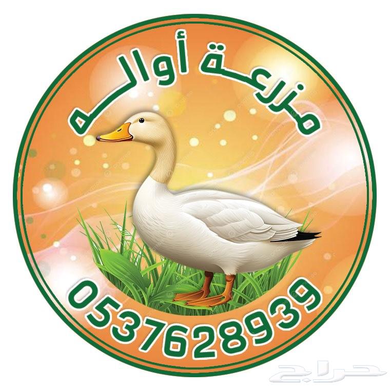 بط بكيني مذبوح وحي64497289990146110