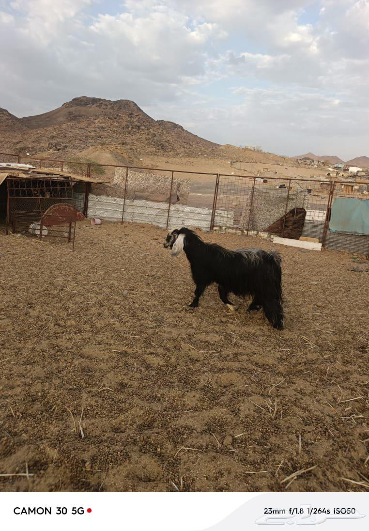 فحل للبيييع.64497303761666112