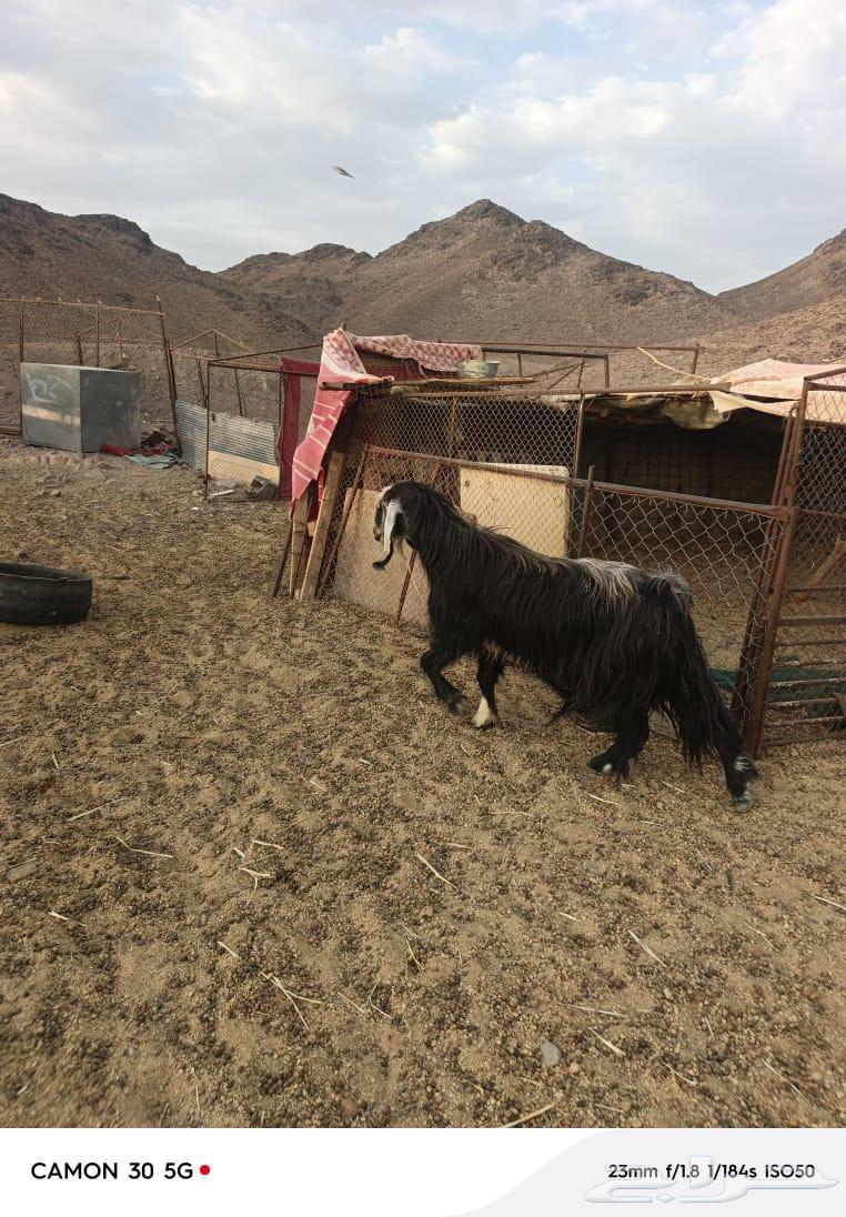 فحل للبيييع.64497303761666110