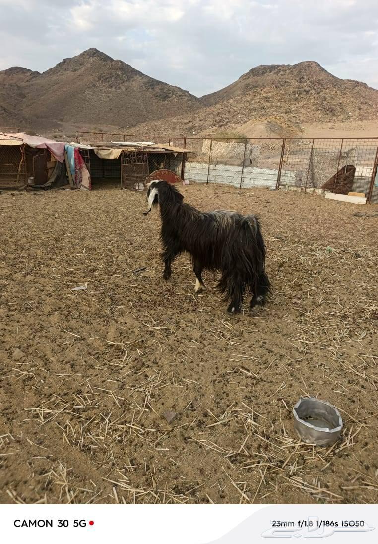 فحل للبيييع.64497303761666111