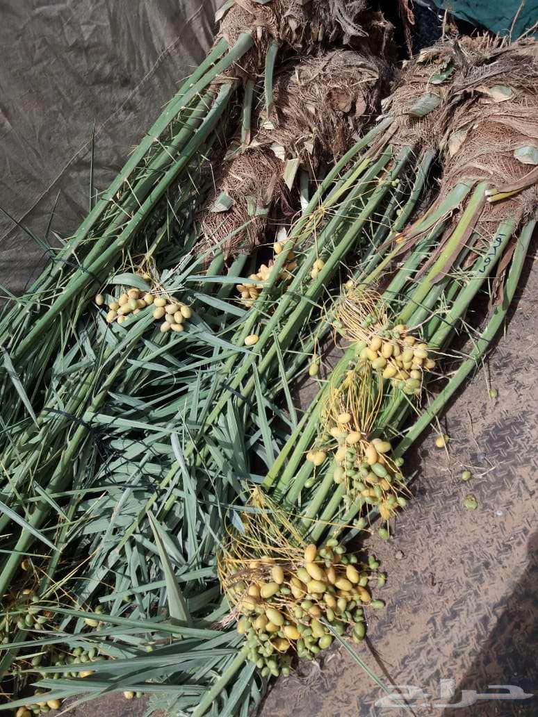 نخل مثمر للبيع سكري صقعي مجدول نخيل واشنطني عجوه خضري عنبر64496118853377111