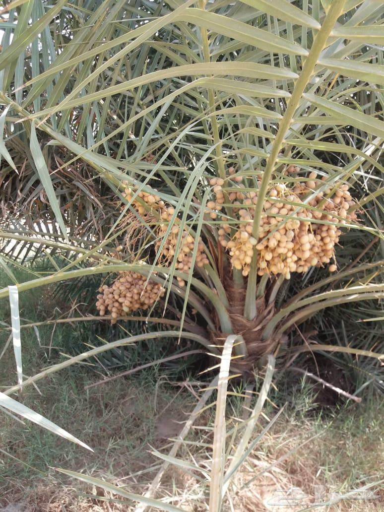 نخل مثمر للبيع سكري صقعي مجدول نخيل واشنطني عجوه خضري عنبر64496118853377110