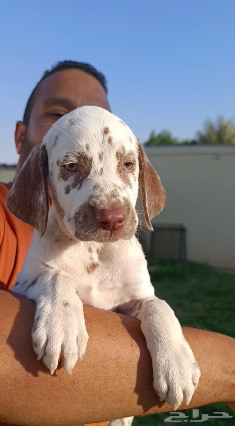 لهواه التميز و الطفرات دالميشن بني64495927193985113