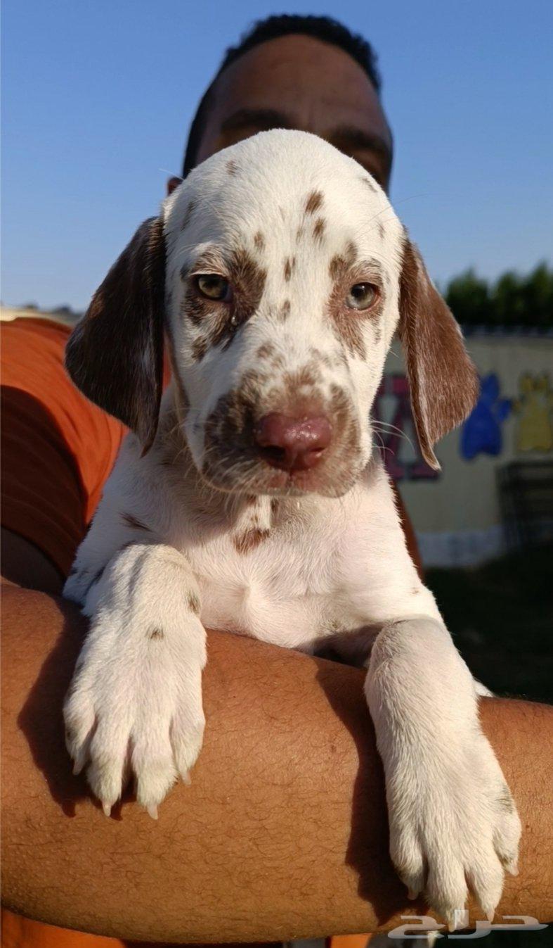 لهواه التميز و الطفرات دالميشن بني64495927193985111