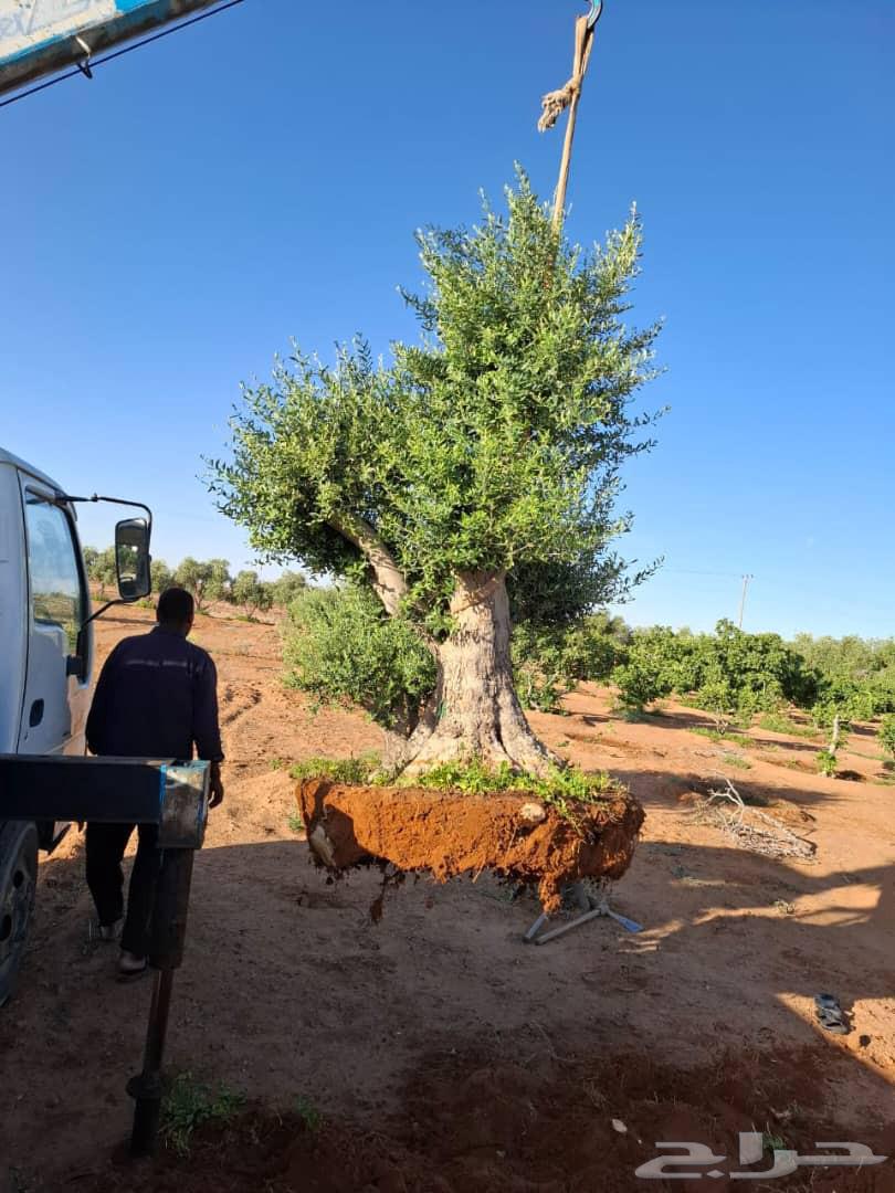 Ancient olive tree64498439116930110