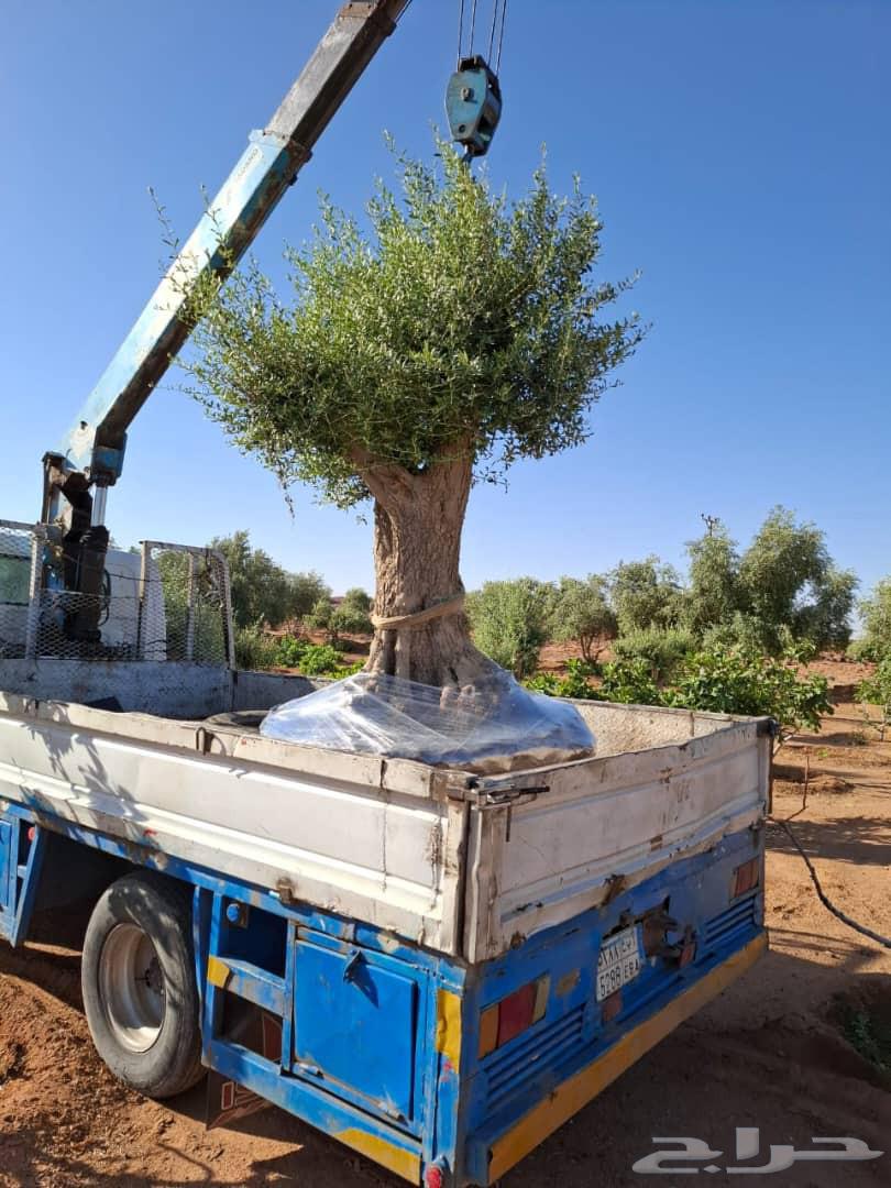 Ancient olive tree64498439116930111