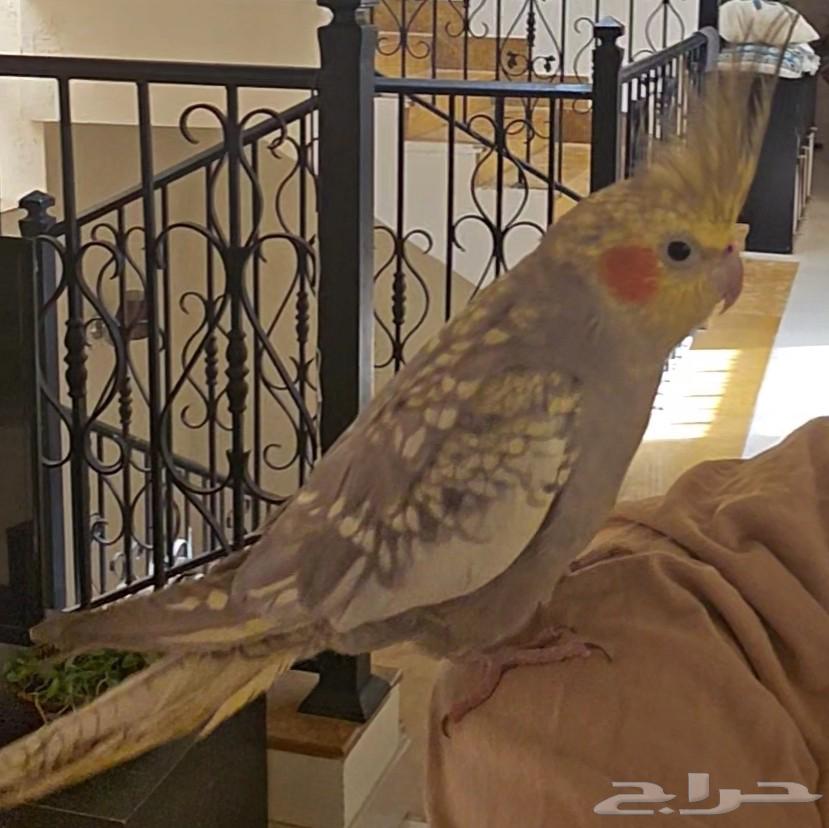 Kroan Bird64498687689218112